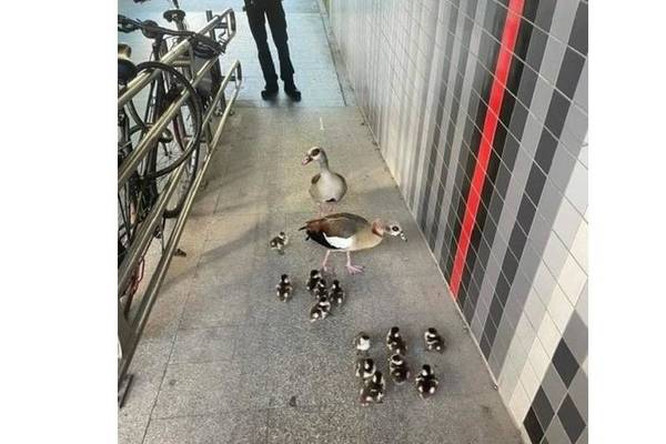 Pic